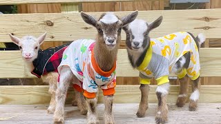 Baby Goats in Pajamas at Rhythm Ranch Homestead [upl. by Hibbert]