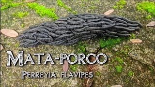 Mataporco  Perreyia flavipes [upl. by Telimay463]