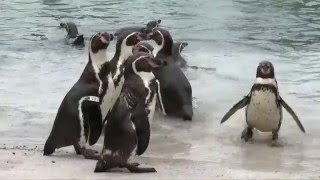 Llegada de los Pingüinos al Oceanogràfic de Valencia [upl. by Karita671]