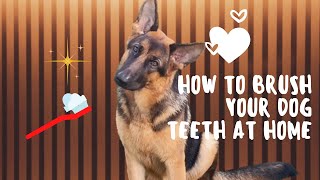 How To Brush a Dogs Teeth At Home  Dog Dental  German Shepherd DiamondTheGSD [upl. by Infeld]