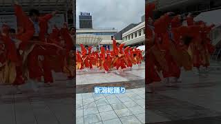 【新潟イベント】新潟総踊り イベントにいがた にいがた総おどり 新潟県 踊り子 おどり [upl. by Renaud]