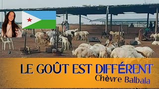 Toujours heureux de me rendre au marché aux chèvres de Balbala à Djibouti et de faire des affaires [upl. by Desma]