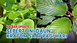 🔴 Penampakan Daun Kratom Dibasahi Emabun Saat Pagi Hari di Wilayah Sungai Kapuas Kapuas Hulu [upl. by Culosio]