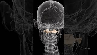 🦴 Meet the Atlas The First Vertebra of Your Spine 🦴 anatomy [upl. by Cis]