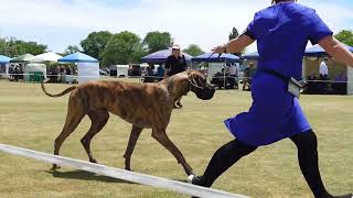 2024 Kyneton AG Show  Non Sporting Dogs [upl. by Silva]