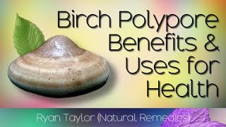 Birch Polypore Benefits and Medicinal Properties [upl. by Ittap]