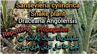 sansevieria cylindrica snake plant Angolensis repottinggetting babies free Grow green 445 [upl. by Tamarra]