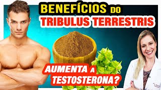 Tribulus Terrestris Aumenta a Testosterona Benefícios Como Funciona e Cuidados Faz Mal [upl. by Aborn937]