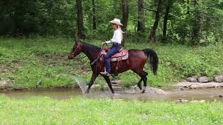 FANCY MORGAN MARE RIDE AND DRIVE TRAIL HORSE DELUXE [upl. by Kurtzig192]