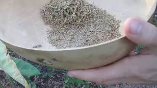 Harvesting Amaranth Seeds [upl. by Mayhs]