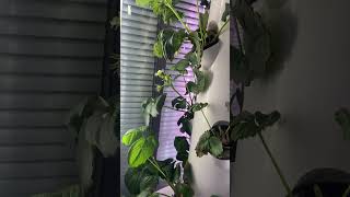 How to Grow Strawberries in Hydroponic Tower System？ [upl. by Joella455]