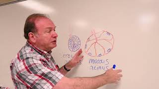 Histology serous and mucous glands [upl. by Anoo]