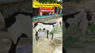 New entry Top Quality Amritsari Beetal goat At Goat Land Farm India Up Azamgarh youtubeshort goat [upl. by Anerahs]