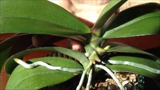 Identifying a Bloom Spike on a Phalaenopsis Orchid  From rePotmecom [upl. by Tansy]