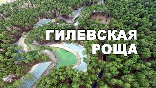 Гилевская роща в Тюмени [upl. by Ronoel]