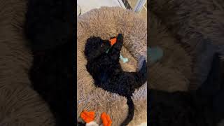 Adorable dog puppy doglover curlycoatedretriever puppies pets cute shortvideo funny fun [upl. by Gualterio323]