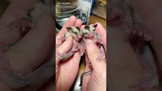 Sugar Glider Twin Babies It’s Hard to Tell Them Apart Unless You Look Carefully sugargliderasmr [upl. by Saber]