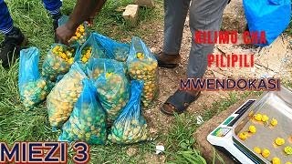 KILIMO CHA PILIPILI MWENDOKASI [upl. by Glynnis]