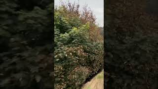 River Severn  From Diesel Railcar train severnvalleyrailway [upl. by Stimson188]