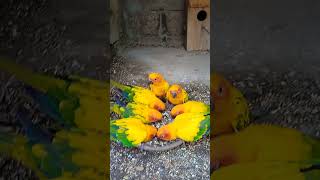 Sun conure birds nice sound voicevideoviralshorts [upl. by Thais]