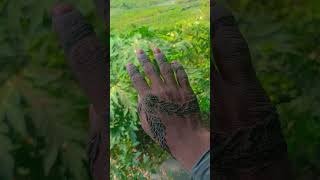 mehndi Design video short viral video 7 November 2024 [upl. by Ellen]