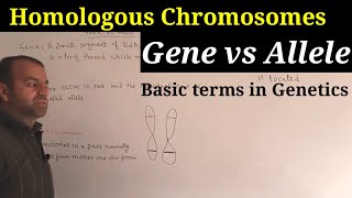 Gene and Allele  Difference between allele and gene  Homologous chromosomes [upl. by Pascha]