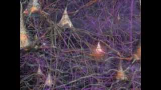 Neurons How they work in the Human Brain [upl. by Ani]