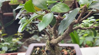 Ficus Ginseng Bonsai [upl. by Manwell]