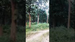 পিন্দাড়ে পলাসের বন❤💖 folksong pindare polasherbon angkitabhattacharya trandingsong ytshorts [upl. by Lorien]