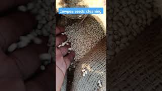 Cowpea seeds Cleaning farming shorts [upl. by Nairrot]