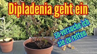 Dipladenia geht ein So versuche ich meine Dipladenia zu retten [upl. by Akinna878]