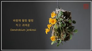 귀여운 행잉플랜트 │ Dendrobium jenkinsii │ 덴드로비움 젠킨시│ 화이 Orchid Story [upl. by Grinnell]