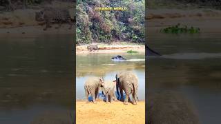 TAPIR WAS TRAPPED BETWEEN JAGUAR AND ELEPHANT [upl. by Divadnoj]