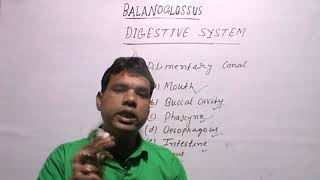 BALANOGLOSSUSDigestive System [upl. by Bradlee]