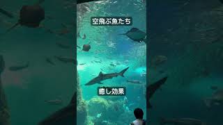 江ノ水の癒しスポット🐟水族館癒し 魚aquarium music [upl. by Intyre]