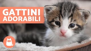 Video di GATTINI BEBÈ 😻 Carini e Divertenti [upl. by Nirmak141]