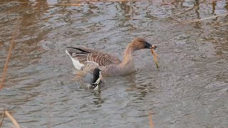 The coot trying to grab food from bean goose [upl. by Yornoc589]