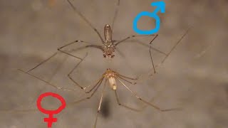 Spider Sx Daddy LongLegs mating Pholcus phalangioides  Zitterspinne [upl. by Sancho]