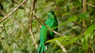 A pair of resplendent quetzals in Costa Rica [upl. by Nas989]