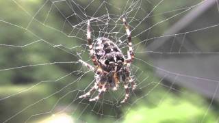 Kreuzspinne Araneus diadematus [upl. by Alister56]