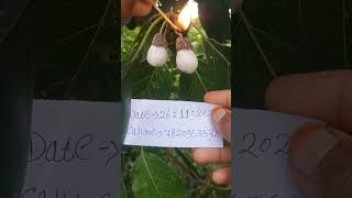 Hoseki Safed Bhilawa biba White Bhilawa Seed7820953572 [upl. by Ahsenyl858]