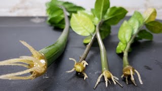 ZZ Plant Propagation In Water Super Bonsai [upl. by Yoc291]