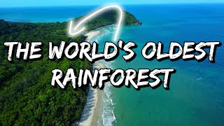 Cape Tribulation amp The Daintree Rainforest 2023  Featuring David Attenborough 😉 [upl. by Aven]