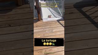 Tortuga Escapando de un Vendedor 🐢🤣 Final inesperado 🤣🤣🏃‍♂️ [upl. by Zetnwahs]