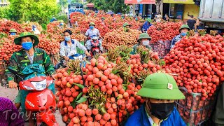 Harvest Thousands Of Tons Of Lychee  Lychee Processing Technology [upl. by Odnamla]