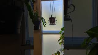 Southern House Spider Home 🕷️ Day View 🪟 music spiders houseplants philodendron plantlife fyp [upl. by Ihsar]