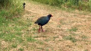 New Zealand 2017  Takahe on Kapiti Island [upl. by Lux]