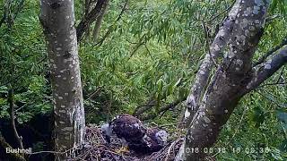 Buzzard chicks [upl. by Whiteley453]