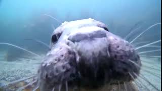 Seal Bumps Nose On Camera  1105110 [upl. by Nereil700]