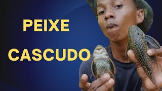 Comendo peixe CASCUDO [upl. by Sirtimid]